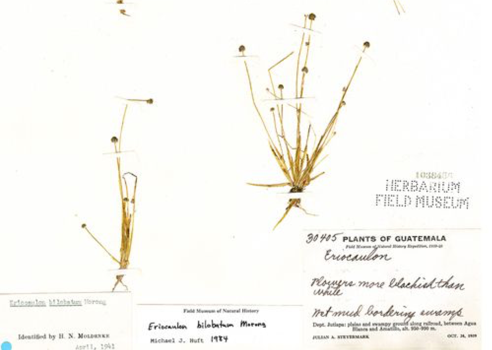 use case HS Eriocaulon bilobatum cropped