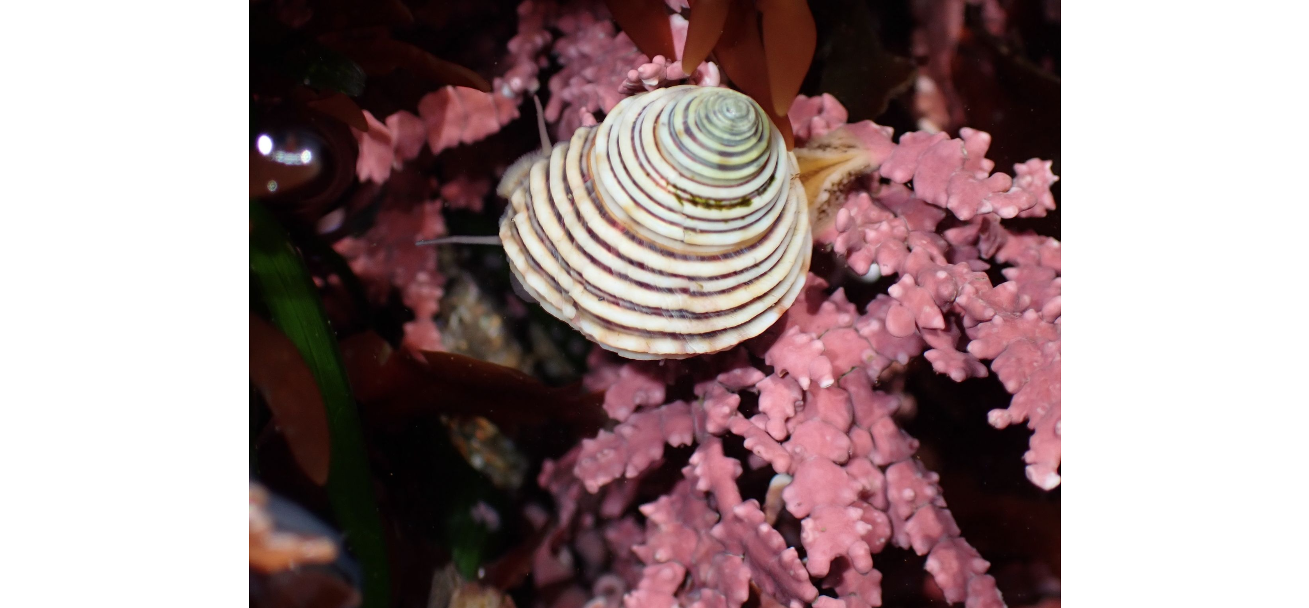 UC MS Calliostoma canaliculatum